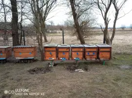 Зображення для оголошення Бджолопакети карніка та карпатка.