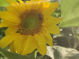 Зображення для оголошення Бджолопакети, бджола карніка