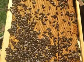 Зображення для оголошення Бджолопакети Карніка пакети бджоли матки