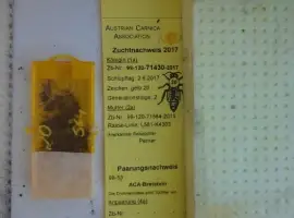 Зображення для оголошення Пчеломатки карника(краинка)