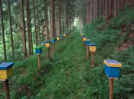 Зображення для оголошення Матки Карпатка 2021р пчеломатка.