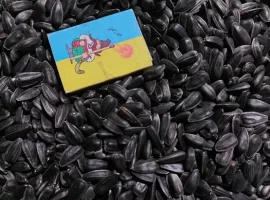 Зображення для оголошення Насіння соняшнику кондитерського Лакомка 2025