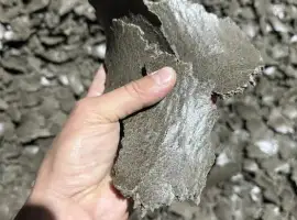 Зображення для оголошення Макуха соняшникова