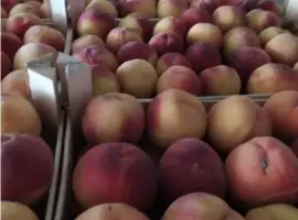 Зображення для оголошення Продаж персика з Іспанії з ПДВ та на карту ФОПа