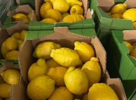 Зображення для оголошення Продаж лимона з Іспанії