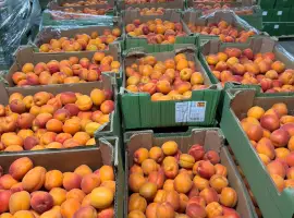 Зображення для оголошення Продаж свіжого абрикосу з Іспанії