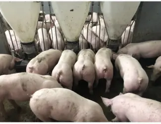 Зображення для оголошення Продам поросята в наявності е постійно