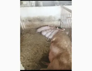 Зображення для оголошення Продам поросята