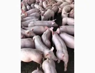 Зображення для оголошення Поросята бекон с доставкой гурт PIC