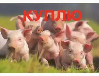 Зображення для оголошення Куплю поросята гурт