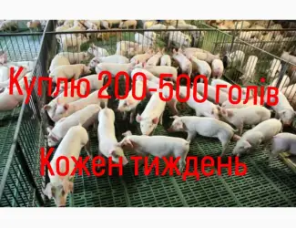 Зображення для оголошення Куплю поросята