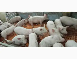 Зображення для оголошення Продаж поросят реалізація Генетика PIC