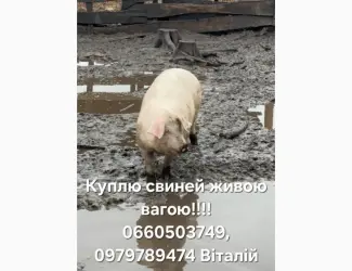 Зображення для оголошення Куплю свиней