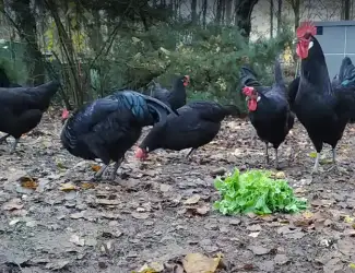 Зображення для оголошення Інкубаційне яйце. Курчата