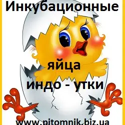 Зображення для оголошення Яйца инкубационные мускусной утки (индо-утка