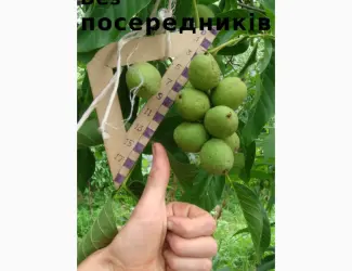 Зображення для оголошення Скороплодный Морозостойкий орех