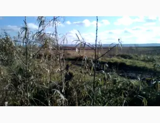 Зображення для оголошення Саджанці обліпихи Либідь