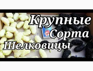 Зображення для оголошення Шелковица черенки огромная: черная