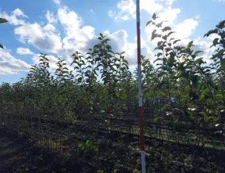 Зображення для оголошення Продам саджанці яблуні сорту Фуджі Сан