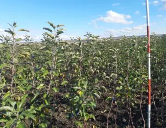 Зображення для оголошення Продам саджанці яблуні сорту Гала Шніга Шніко