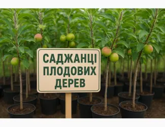 Зображення для оголошення Саджанці яблунь на М9 підщепі