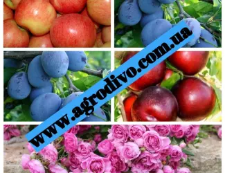 Зображення для оголошення Питомник "Агродиво" реализует собственную продукцию более 900 сортов