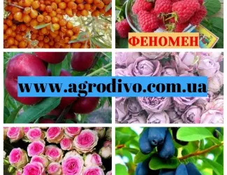 Зображення для оголошення Саженцы новых и старых сортов от производителя в питомнике "АГРОДИВО"