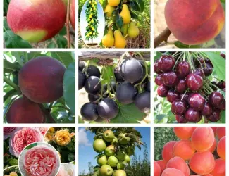 Зображення для оголошення Продажа плодовых деревьев и кустарников элитных сортов в питомнике "Сад растений"