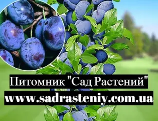 Зображення для оголошення Саженцы новых сортов на низкорослых подвоях оптом и в розницу