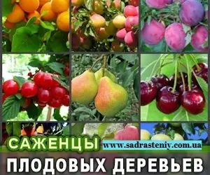 Зображення для оголошення Питомник реализует саженцы на ВЕСНУ 2026 оптом и в розницу на сайте "Сад растений"