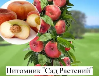 Зображення для оголошення Саженцы крупноплодных сортов персика