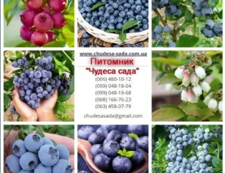 Зображення для оголошення Саджанці лохини (чорниці) in vitro. Широкий вибір сортів