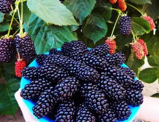 Зображення для оголошення Ежевика саженцы сортовые крупная ягода