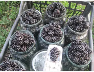 Зображення для оголошення Продам саженцы ежевики