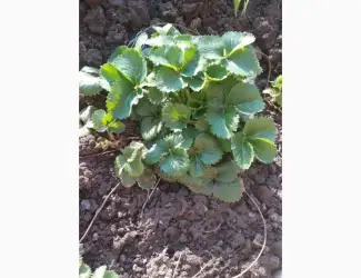 Зображення для оголошення Земклуника- Купчиха