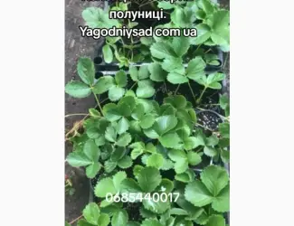 Зображення для оголошення Продам саджанці полуниці 75 сортів