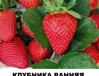 Зображення для оголошення Продам саджанці полуниці садової сорт "Квікі"