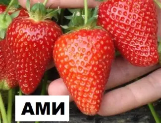 Зображення для оголошення Продам саджанці полуниці садової сорт "Амі"