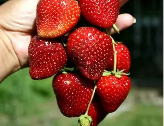 Зображення для оголошення Продам саджанці ремонтантної полуниці "Кабрілло"