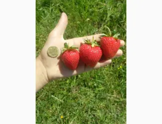 Зображення для оголошення Продам розсаду полуниці