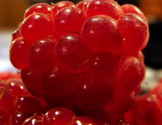 Зображення для оголошення Продам Саженцы малины глен ампл и глен файн