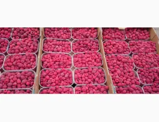 Зображення для оголошення Продажа Малина саженцы сорта Атлант полана Зюгана еще 15 сортов