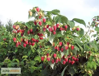 Зображення для оголошення Продам саженцы малины