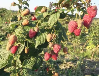 Зображення для оголошення Саджанці ремонтантної малини сорт Брусвяна. Від виробника. Гарантія якості