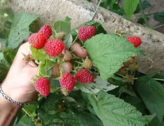 Зображення для оголошення Продам саджанці малини Полка