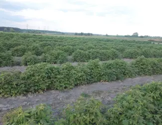 Зображення для оголошення Продаю саджанці малини літньої та ремонтантної оптом та в розбріб