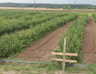 Зображення для оголошення Саджанці малини: Полка