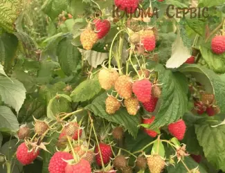 Зображення для оголошення Саджанці малини ремонтантних сортів: Полка