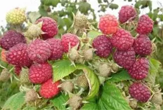Зображення для оголошення Продам саженцы малины
