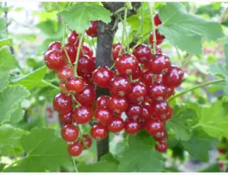 Зображення для оголошення Саженцы красной смородины (порічки)